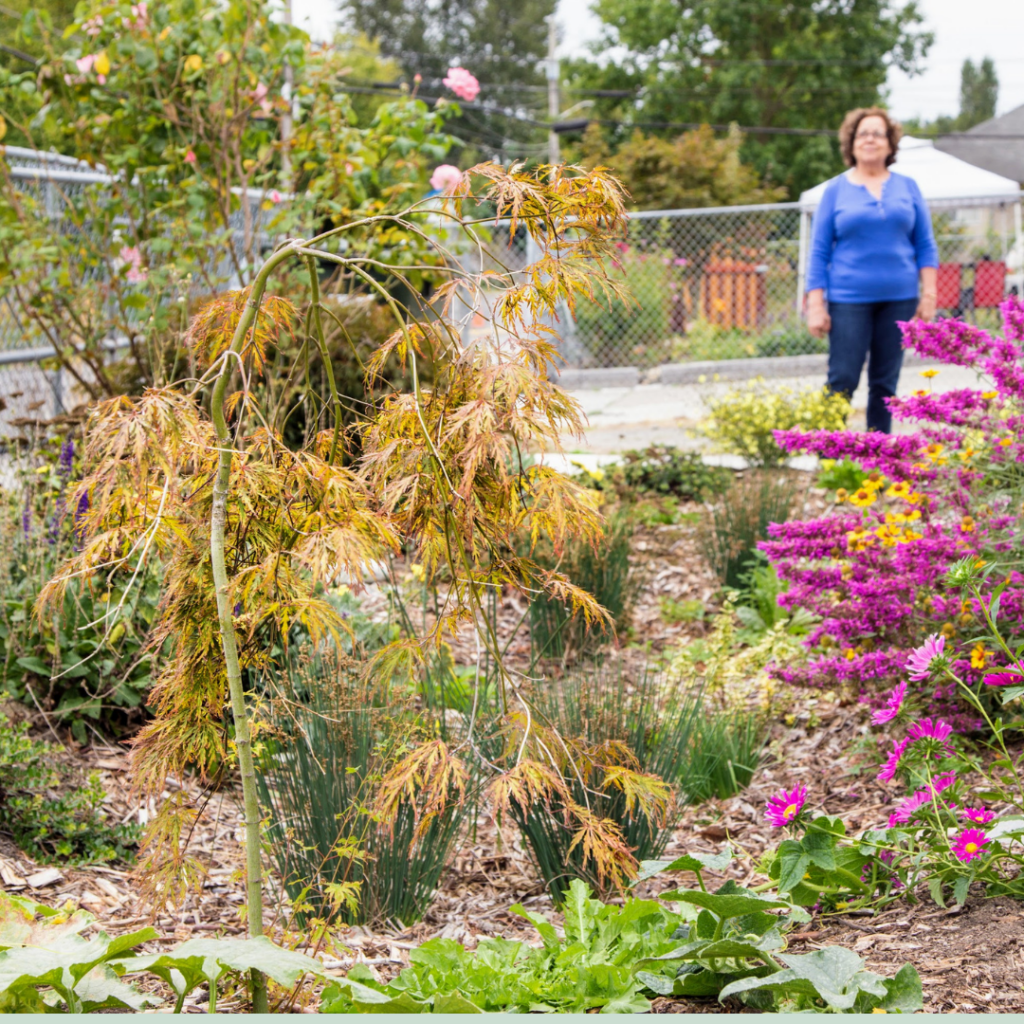 A woman stands in the background with a rain garden in the foreground with yellow and fuscia plants