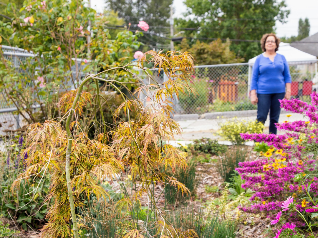 A woman stands in the background with a rain garden in the foreground with yellow and fuscia plants.